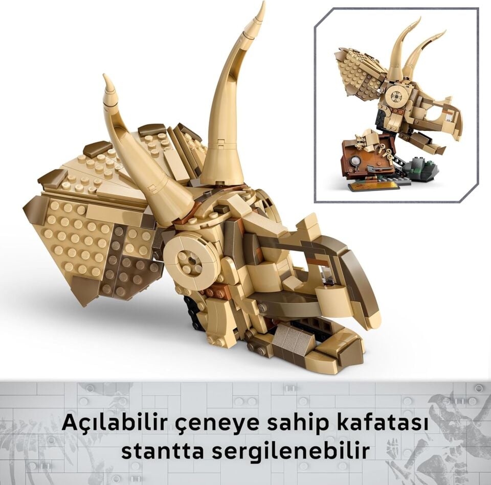 Fosil Triceratops Kafatası