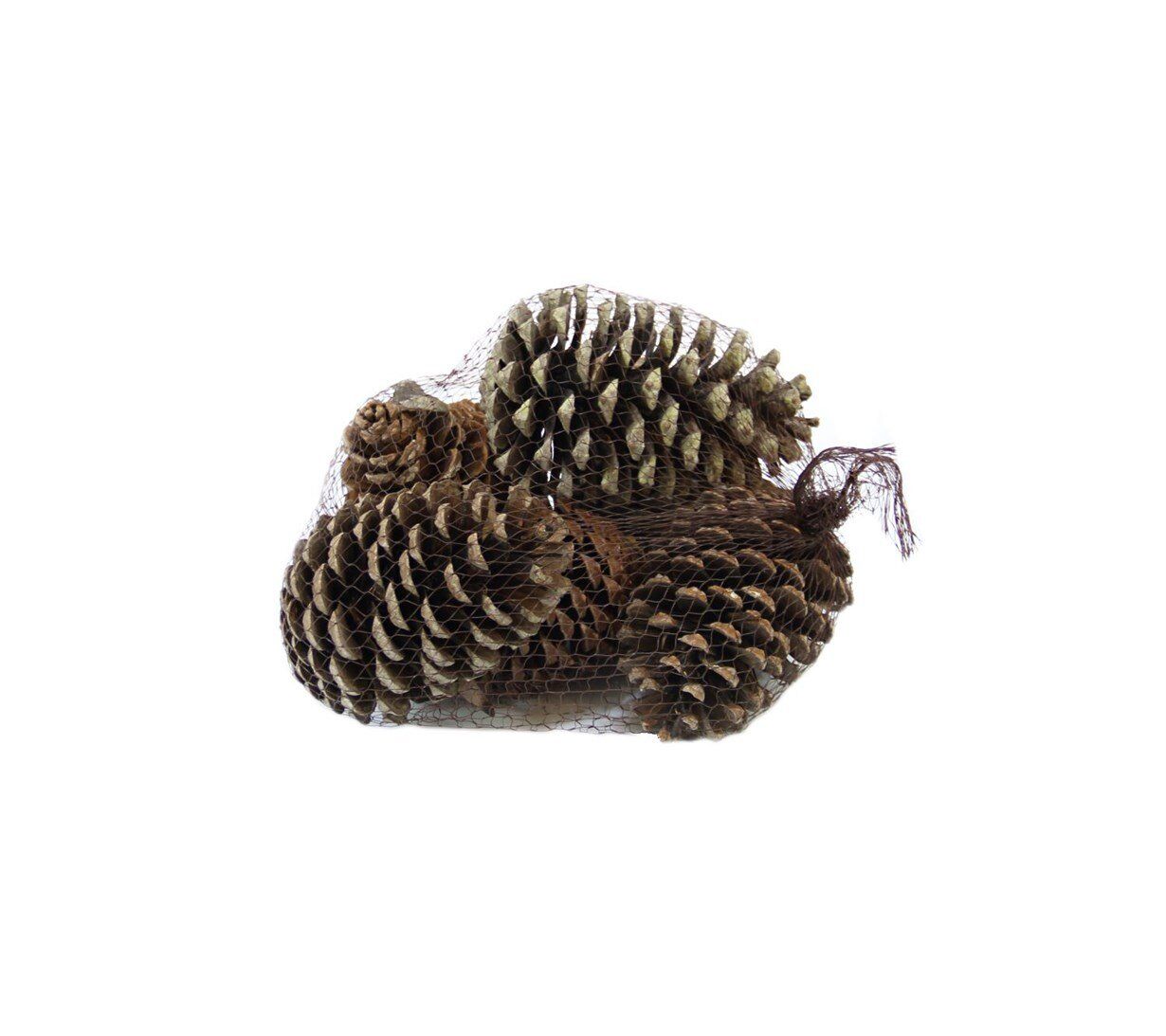 Astaş Filede Naturel Kozalak 6 Lı Strobus