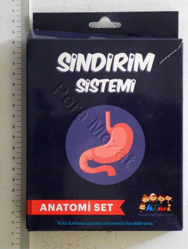 Kiwi Sindirim Sistemi