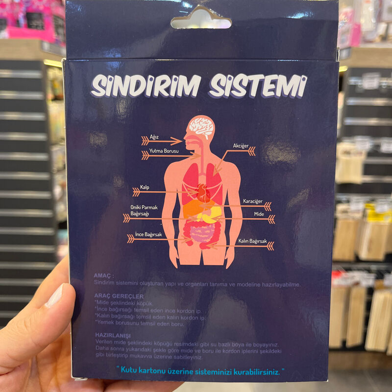 Kiwi Sindirim Sistemi