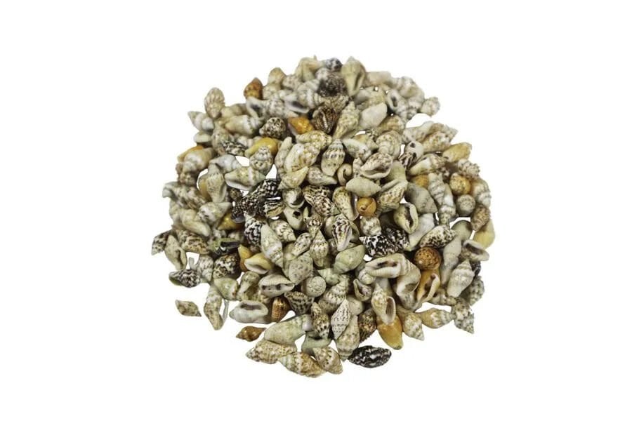 Kmy Deniz Kabuğu Nassa Shell 1 Cm 100 Gr