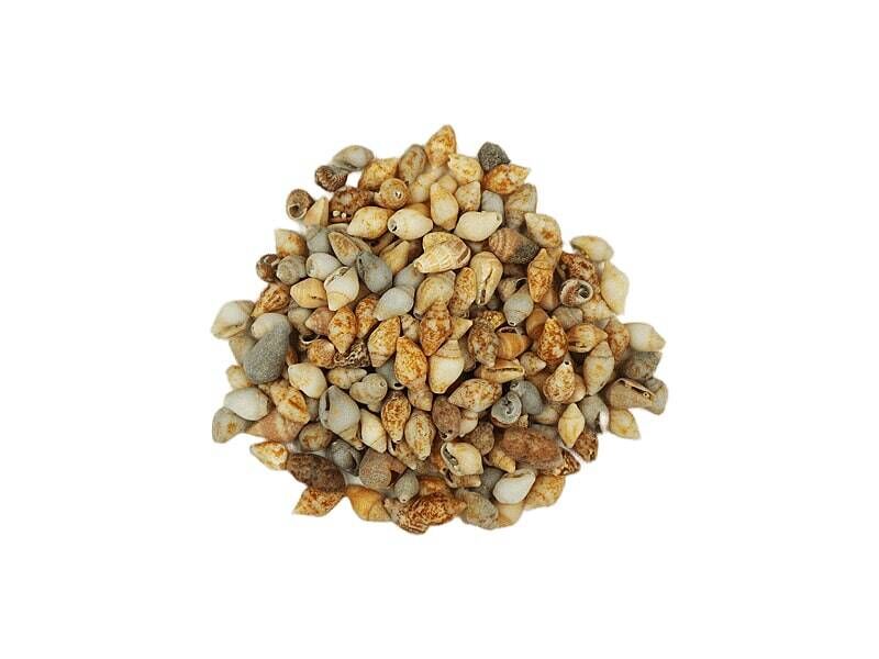 Kmy Deniz Kabuğu Naturel 1 Cm 100 Gr