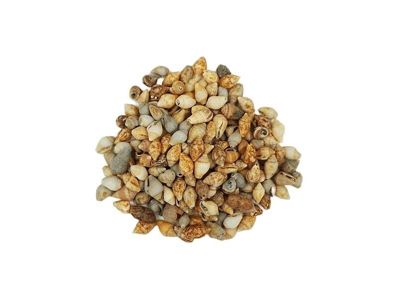Kmy Deniz Kabuğu Naturel 1 Cm 100 Gr