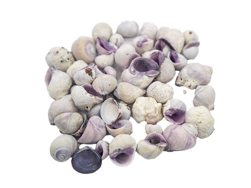 Kmy Ay Kabuğu Mor Deniz Kabuğu 100 Gr